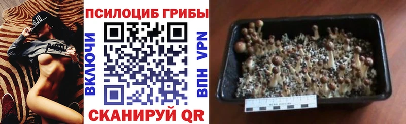 Псилоцибиновые грибы MAGIC MUSHROOMS Мантурово